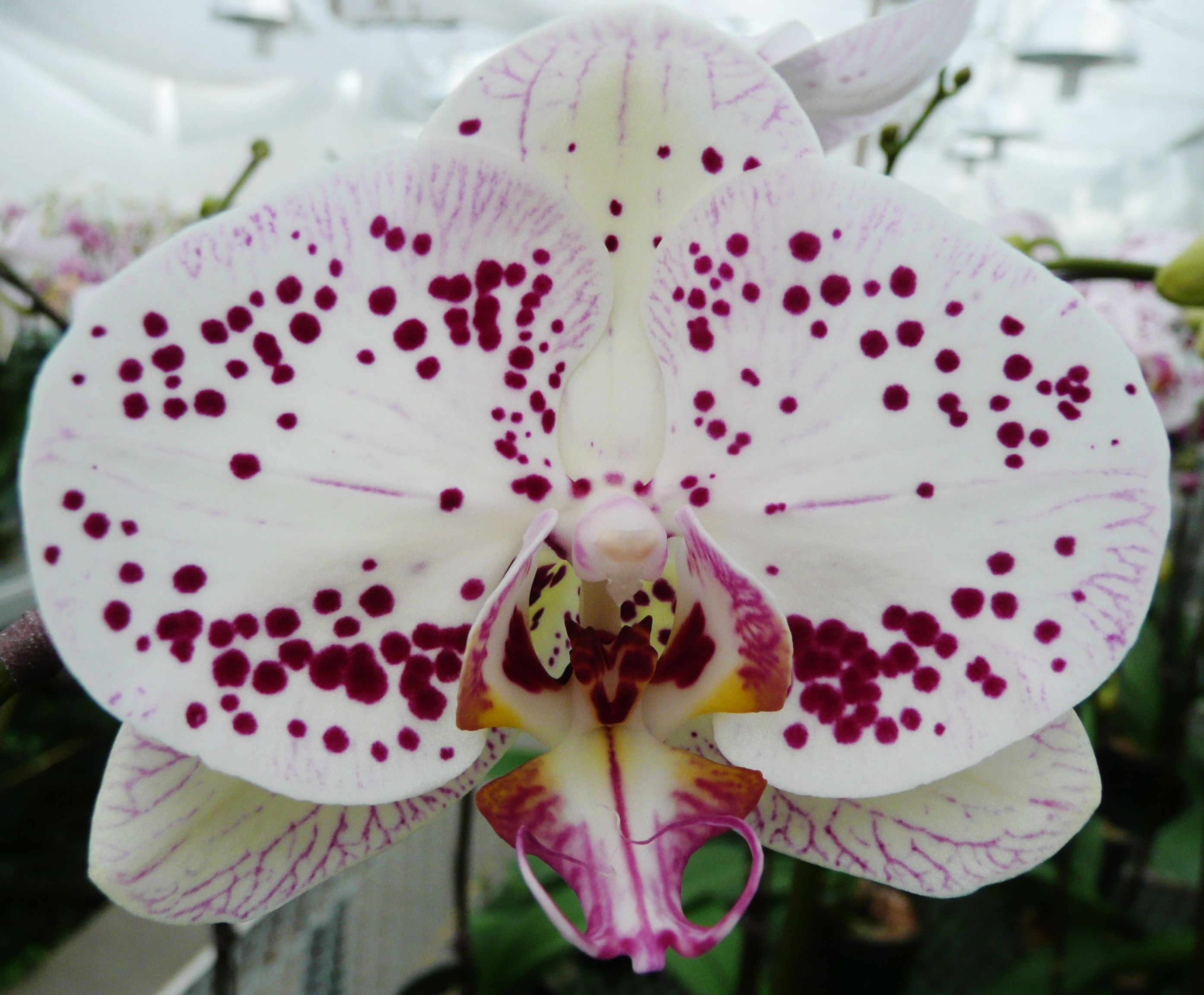 EverSpring Orchids Winnipeg